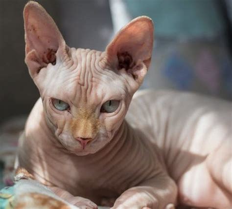 Gato Sphynx Saiba Tudo Sobre A Raça Blog Az Petshop Dicas Para