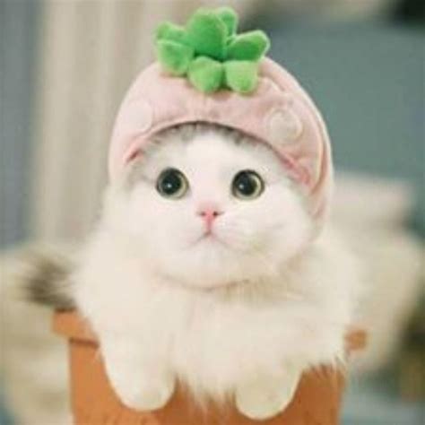 Top 52 về hình nền chú mèo dễ thương mới nhất coedo com vn