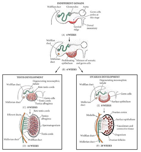 Development Of The Reproductive System Embryology TeachMeAnatomy