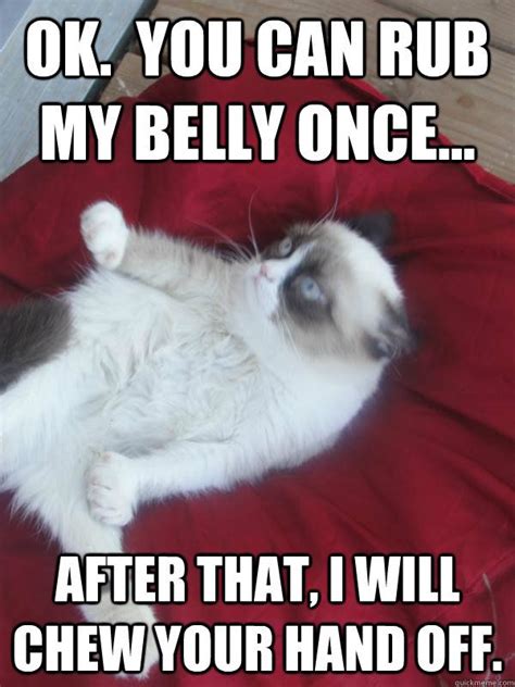 Belly Rub Grumpy Cat Quotes Funny Grumpy Cat Memes Cat Jokes Animal