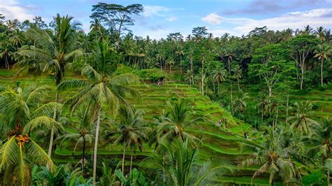Tegalalang Rice Terraces On Hillsides Ubud Bali Island Indonesia Windows Spotlight Images