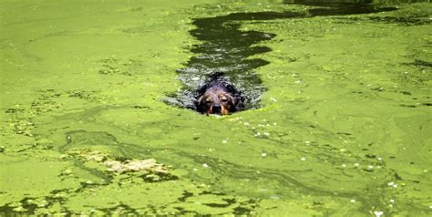 Blue Green Algae In Lakes Is Killing Dogs Heres What To Know