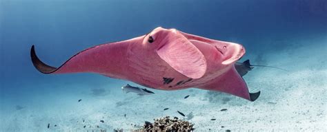 Startling New Photos Reveal The Worlds Only Known Pink Manta Ray