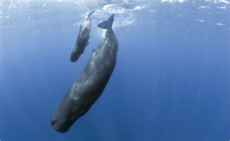 Social Insights From Whale Chatter BBC News