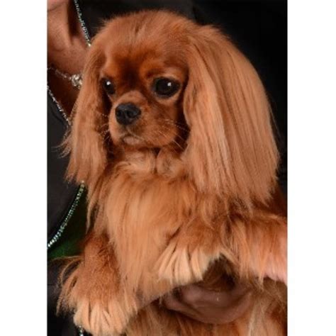 Where to buy cavalier king charles spaniel puppies in pennsylvania (pa). Infinidad Cavaliers, Cavalier King Charles Spaniel Breeder ...