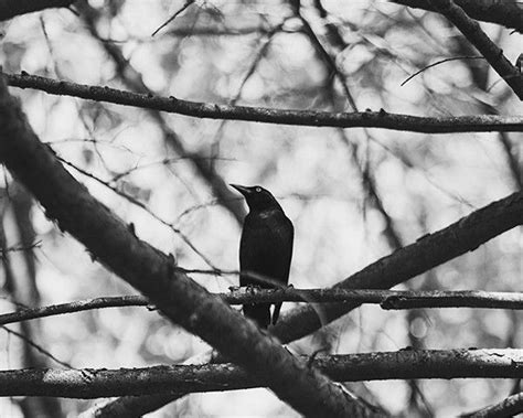 Blackbird Photography Print Black And White Landscape Black And