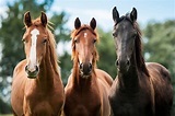 horses, Horse Wallpapers HD / Desktop and Mobile Backgrounds