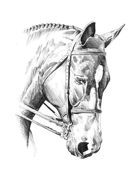 Moose pencil drawings jumping horse pencil drawings race horse pencil drawings ghost town pencil drawings gray squirrel pencil drawings blue marlin pencil drawings stephen curry pencil drawings attack on titan pencil drawings lord of the rings pencil drawings freddy krueger. Horse Pencil Drawing at GetDrawings | Free download