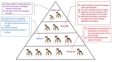 The Social Dominant Hierarchy Of Grey Wolves Mirjalili Et Al 2014