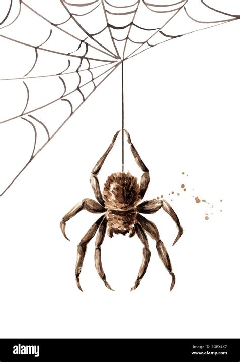 Spider Hanging On A Web Hand Drawn Watercolor Illustration Isolated