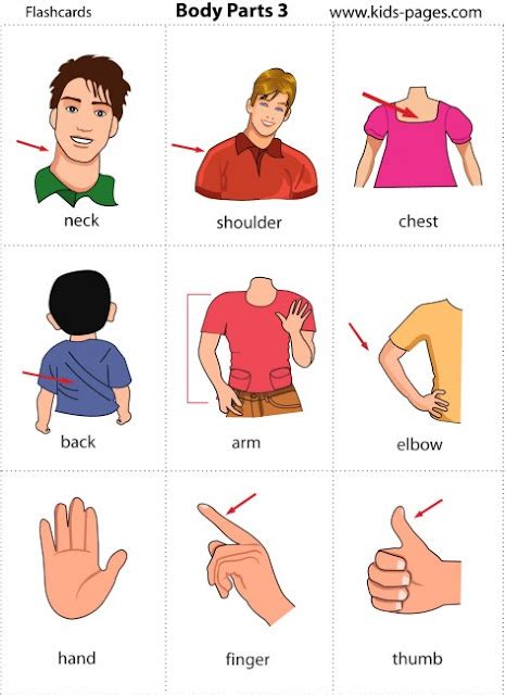 english lessons children lesson  body parts