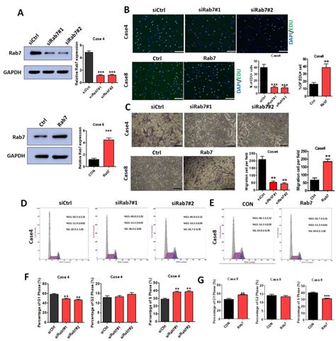 Rab7‑mediated Autophagy Regulates Phenotypic Transformation And