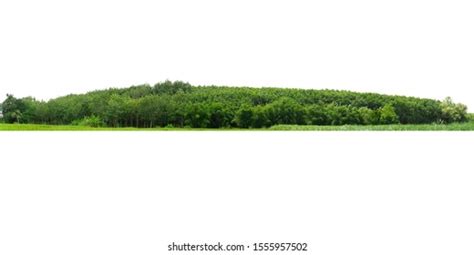 View High Definition Treeline Isolated On Stock Photo 1791853463