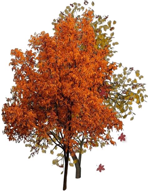 Fall Tree Png File Png Mart