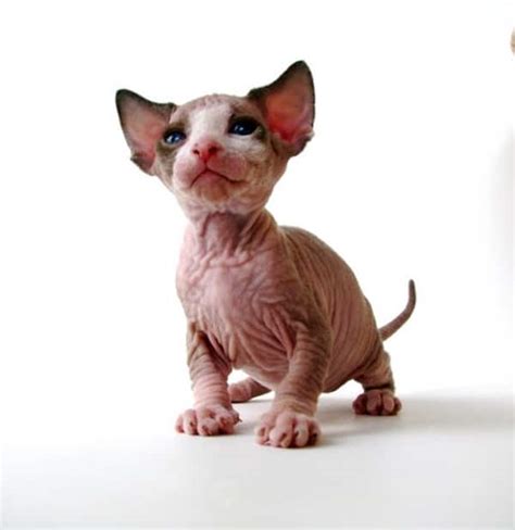 40 Amazing Hairless Sphynx Cat Pictures Tail And Fur