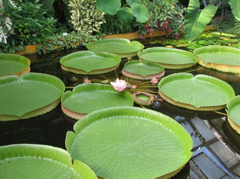 You can grow an african violet with multiple crowns/stems, but this is not the optimal method. Victoria cruziana (Santa Cruz Water Lily) | World of ...