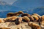 A Standing Seal, Beagle Channel, Ushuaia, Argentina Stock Photo - Image ...