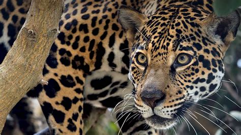 Jaguar San Diego Zoo Animals And Plants