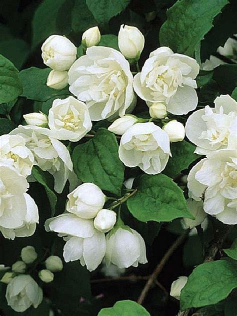 33 Beautiful Plants For The White Garden 30 Beautiful Flowers