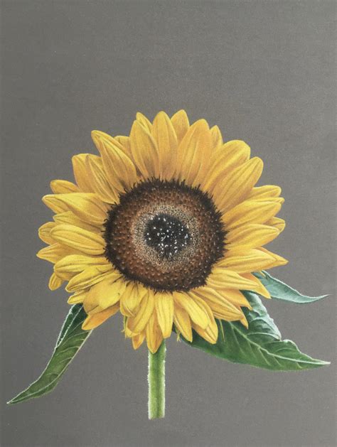 My Sunflower Drawing Rsunflowers
