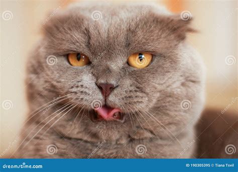 Funny Grey Cat With Yellow Eyes Stock Image Image Of Modern Ukraine