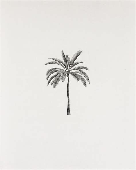 Minimalist Palm Tree Drawing In Sketchbook Botanical Detail Palm