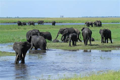 The Great Elephant Census Reports Massive Loss Of African