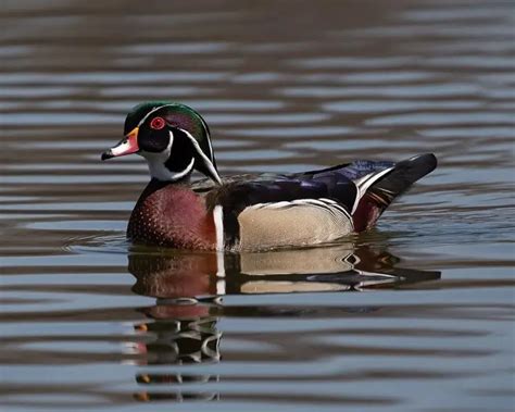Wood Duck Facts Diet Habitat And Pictures On Animaliabio