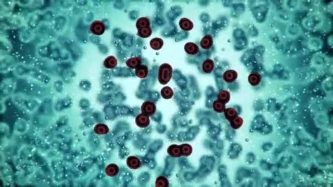 Cells And Bacteria Under Microscope ⬇ Video By © Irochka Stock Footage