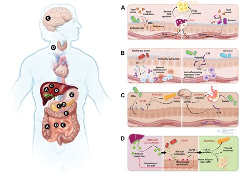 Gut Microbiome And Its Role In Obesity And Insulin Resistance Lee