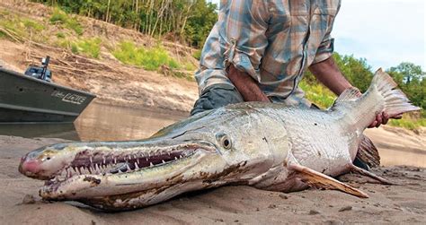 Meet The Alligator Gar Texas 10 Foot Long Megafish