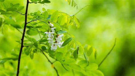 White Flowers Green Leaves Plant Branch Green Blur Background 4k Hd