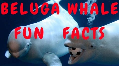 Beluga Whale Fun Facts Youtube