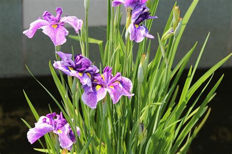 Irises Flowers Summer Free Photo On Pixabay Pixabay