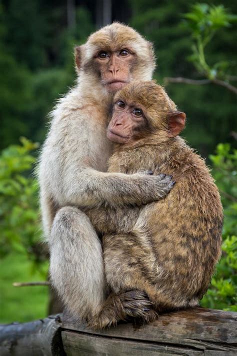 Two Monkeys Hugging Each Other Stock Image Image Of Portrait Face