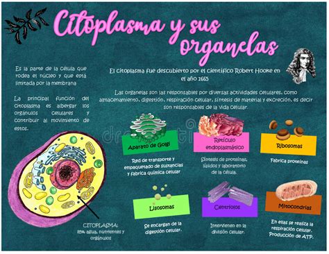 Citoplasma Organelas Infografia Y Sus Partes De Y Estructura De La