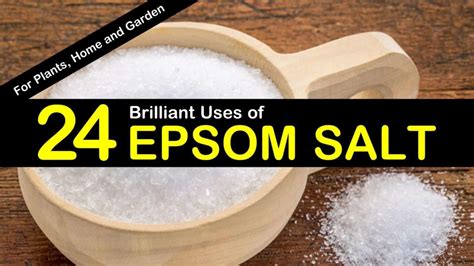 24 Brilliant Epsom Salt Uses For Plants Home And Garden