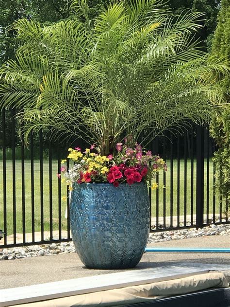 Poolside Planter Backyard Plants Pool Planters Pool Plants