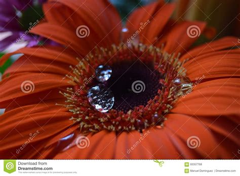 Beautiful Red Gerbera With Raindrops Stock Photo Image Of Nature