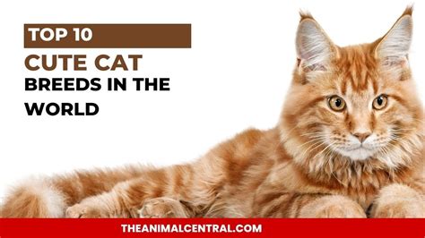 Top Cute Cat Breeds In The World Youtube