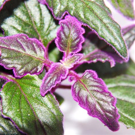 Pflanzen Sämereien And Zwiebeln Lilafarbene Pflanze Gynura Purple