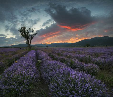 Sunset Clouds Over Lavender Field By Krasimir Matarov
