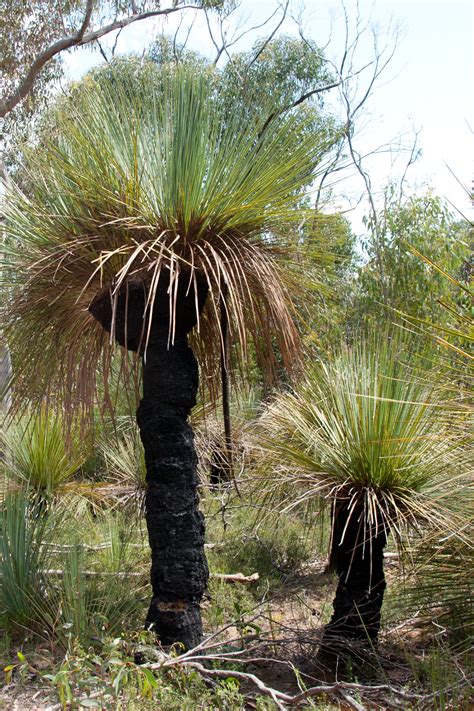 Xanthorrhoea Semiplana Is A Species Of Grass Tree Found In South