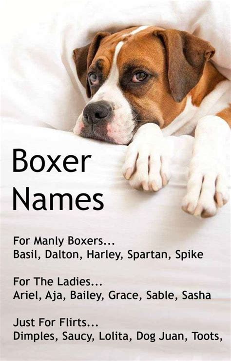 Boxer Dog Names Popular Male And Female Boxer Names Boxer Dog Names