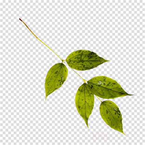 Green Leaf Background Clipart Leaf Flower Plant Transparent Clip Art