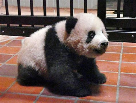 Panda Cub Xiang Xiang Adding Weight And Getting Longer Checkup On