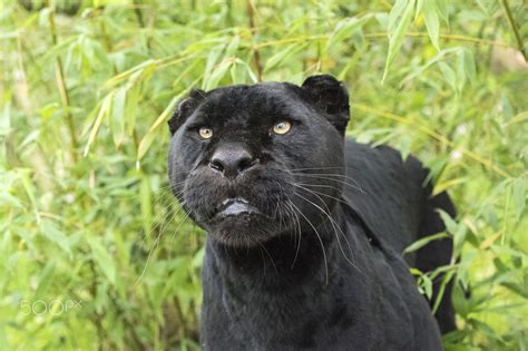 Black Jaguar Black Jaguar Jaguar Black