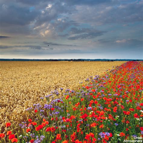 Beautiful Poppy Field And Cornfield Summer Flowers Great Atmosphere