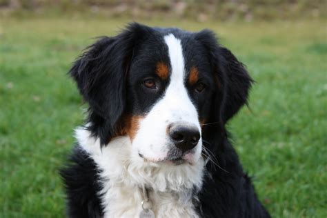 Bernese Mountain Dog Breed And Photos List Of Dogs Breeds