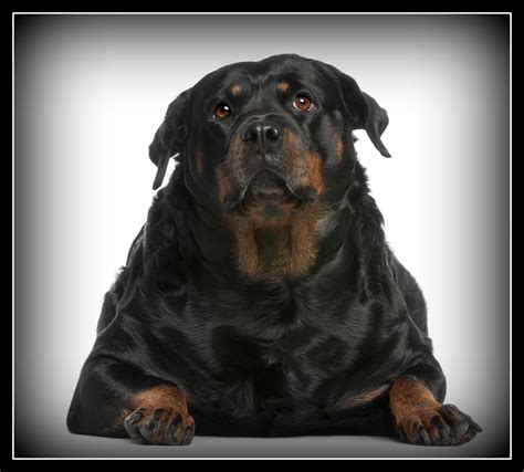 See more of fat dogs on facebook. Mark's Dog Blog: Fat Dogs Getting Fatter